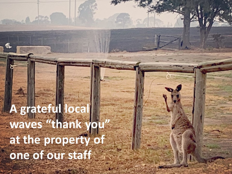 https://www.qscan.com.au/wp-content/uploads/2020/01/roo.jpg